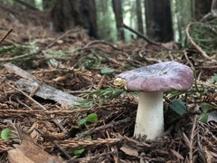 Russula murrillii