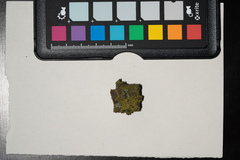 Candelariella reflexa