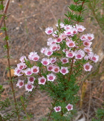 Verticordia plumosa