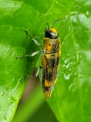 Pelecopselaphus