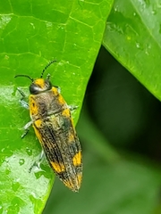 Pelecopselaphus