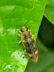 Pelecopselaphus