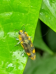 Pelecopselaphus