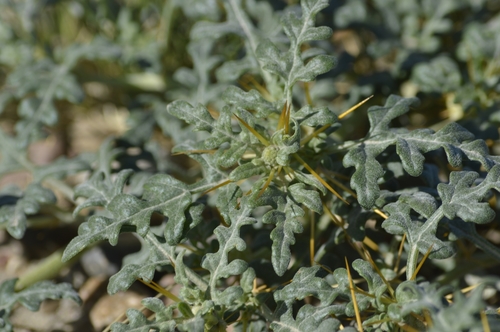 Image of Xanthium ambrosioides by (c) E Santos Ortega, some rights reserved (CC BY)