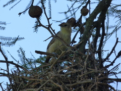 Phacellodomus sibilatrix