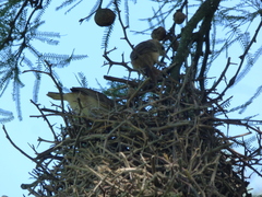 Phacellodomus sibilatrix