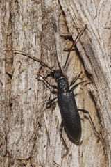 Callidiopis scutellaris