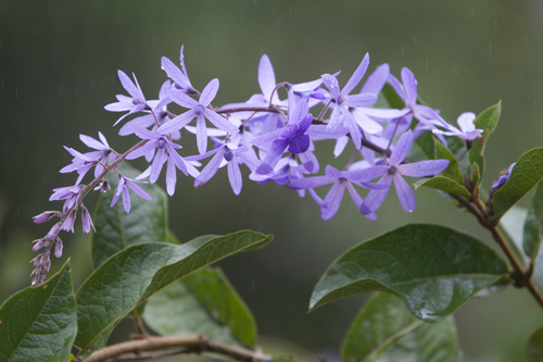 Petrea volubilis iNat (2)