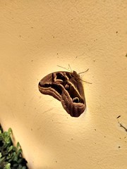 Eryphanis aesacus