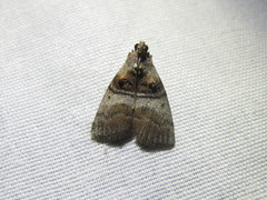 Pococera militella