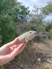 Sphoeroides testudineus