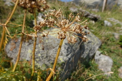 Molopospermum peloponnesiacum