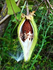 Araujia megapotamica