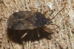 Targarema electa