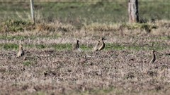 Oreopholus ruficollis