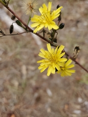 Hieracium gronovii image