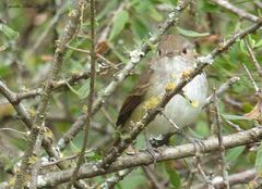 Euscarthmus meloryphus