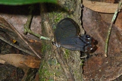Haetera piera