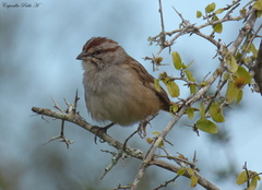 Rhynchospiza strigiceps