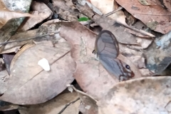 Haetera piera
