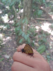 Atlides polybe