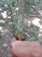 Atlides polybe