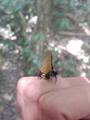 Atlides polybe