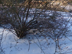 Turdus merula merula