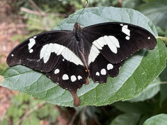 Papilio hesperus
