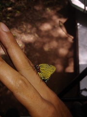 Atlides polybe