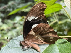 Papilio hesperus