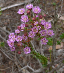 Verticordia plumosa