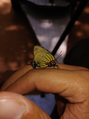 Atlides polybe