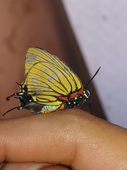 Atlides polybe