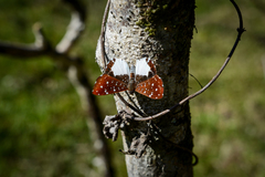 Ithomiola nepos