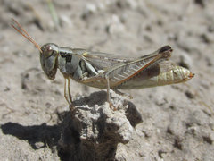 Melanoplus confusus