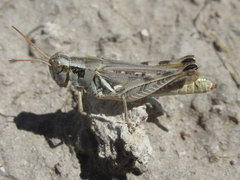 Melanoplus confusus