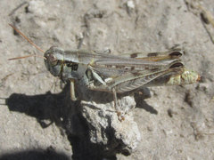 Melanoplus confusus