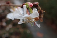 Cerasus