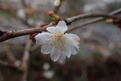 Cerasus