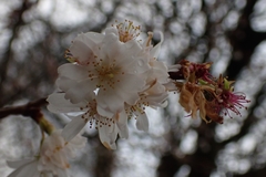 Cerasus
