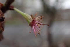 Cerasus