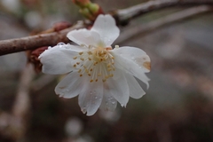 Cerasus