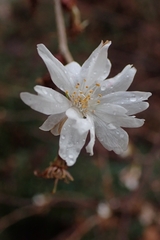 Cerasus