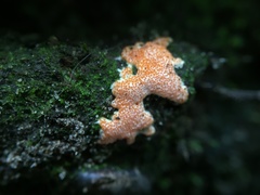 Hypomyces armeniacus