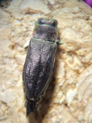 Anthaxia viridifrons