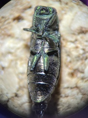 Anthaxia viridifrons