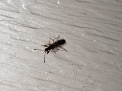 Neopamera albocincta