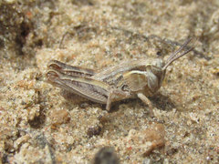 Melanoplus confusus