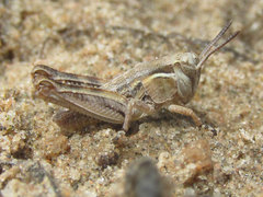 Melanoplus confusus